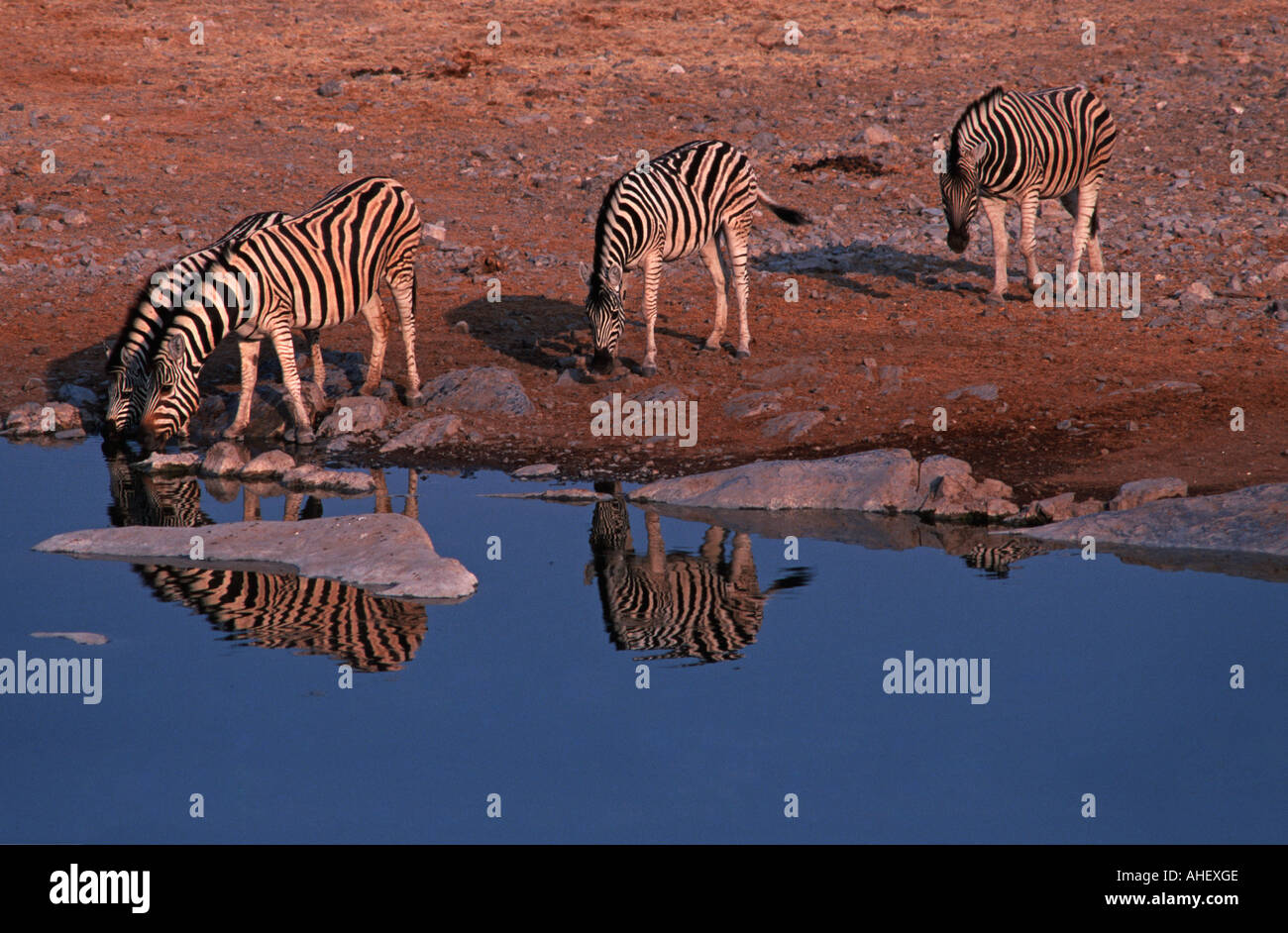 Halali waterhole Halali camp Etosha National Park Namibia Africa Zebra  taking a dawn drink Namibia Africa Stock Photo - Alamy