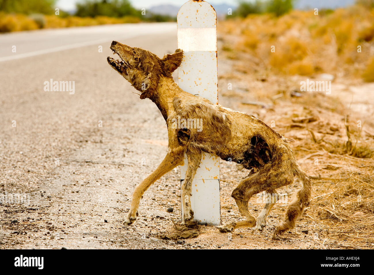 road kill dog flat dead Stock Photo: 8258979 - Alamy