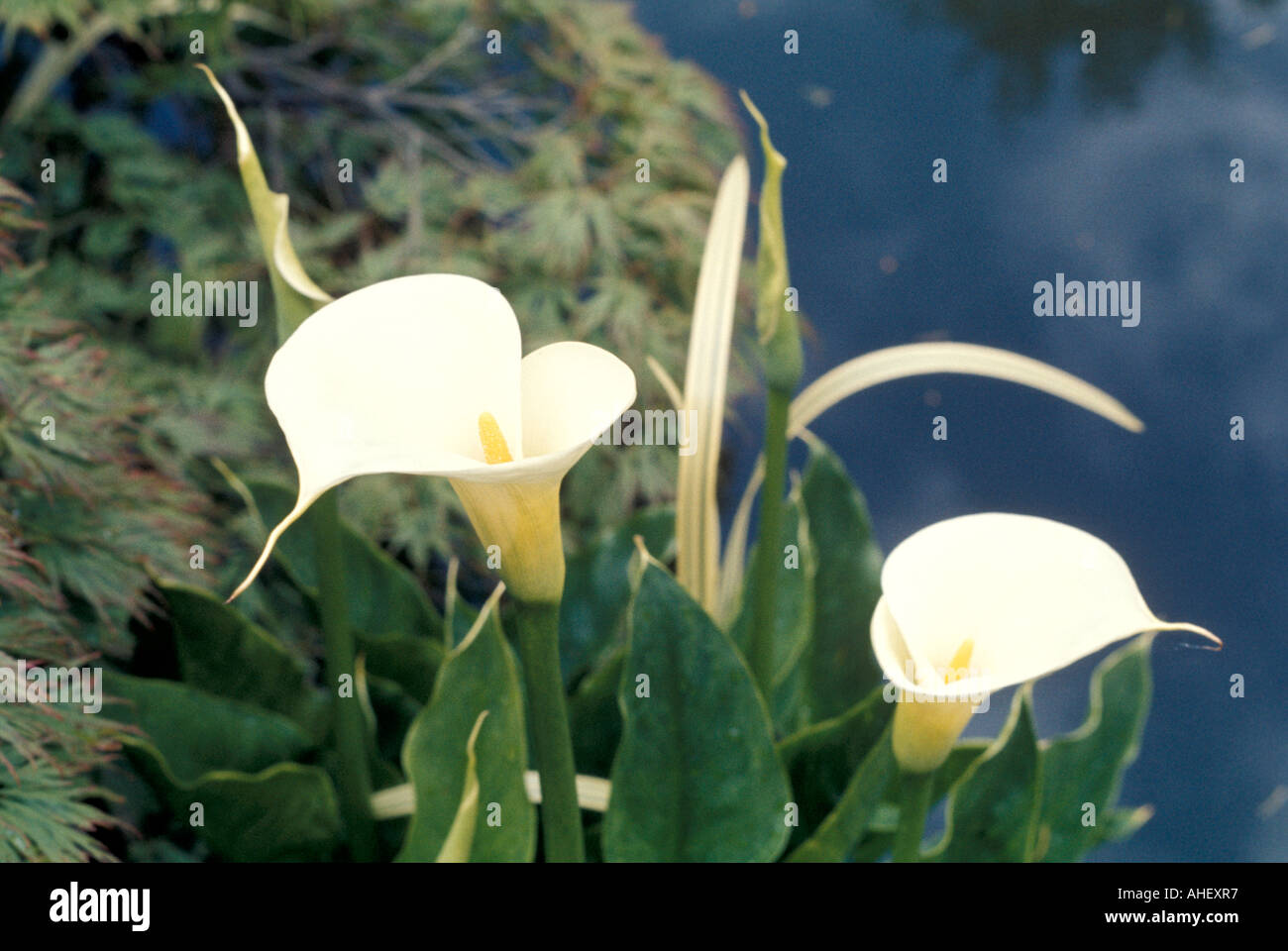 White Lillies - 1 Stock Photo