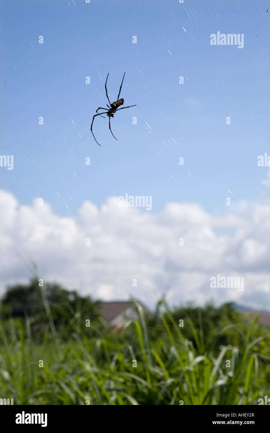 Spider and web in Thailand Stock Photo - Alamy
