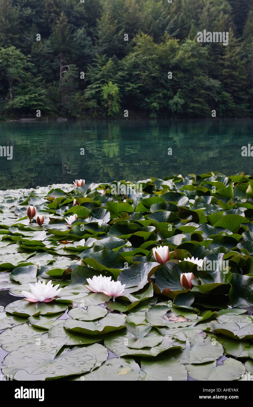 Blooming white water lilies Nymphaeaceae on the Alatsee near Fuessen Allgaeu Bavaria Germany July 2007 Stock Photo