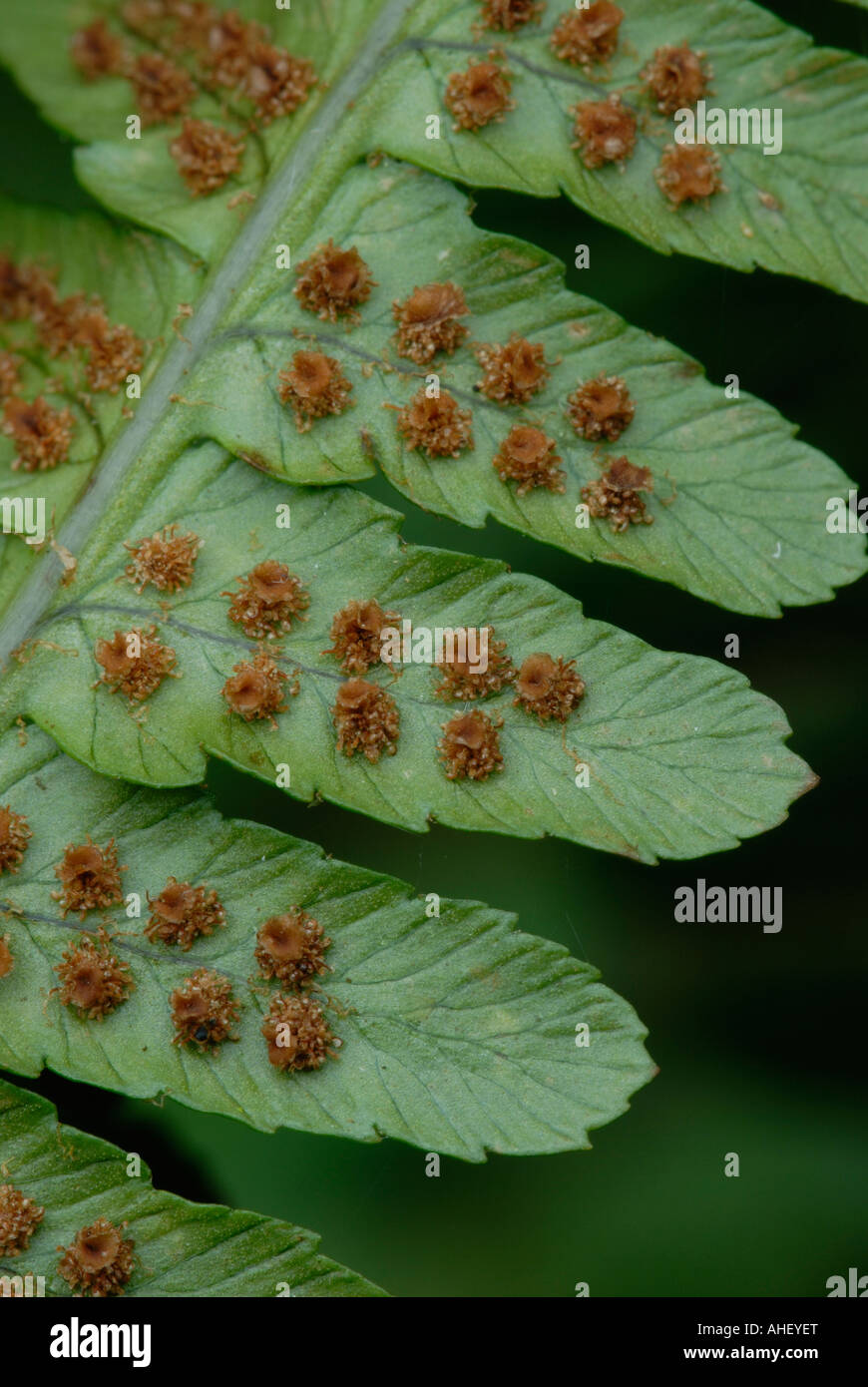 Spores on the underside of a fern, Wales, UK . Stock Photo
