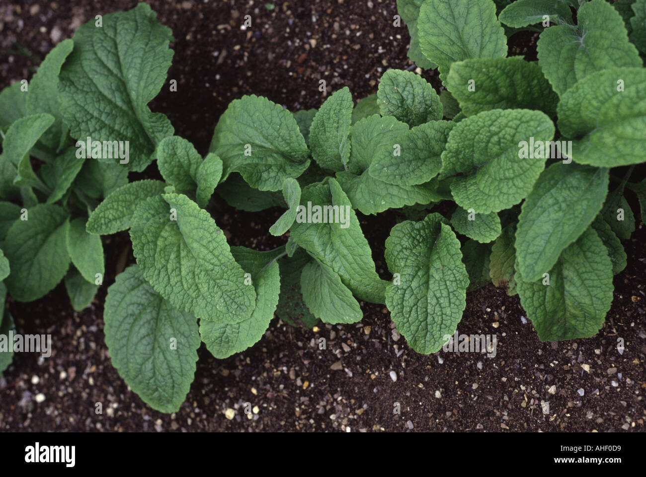 Foxglove seedling Stock Photo: 1175768 - Alamy
