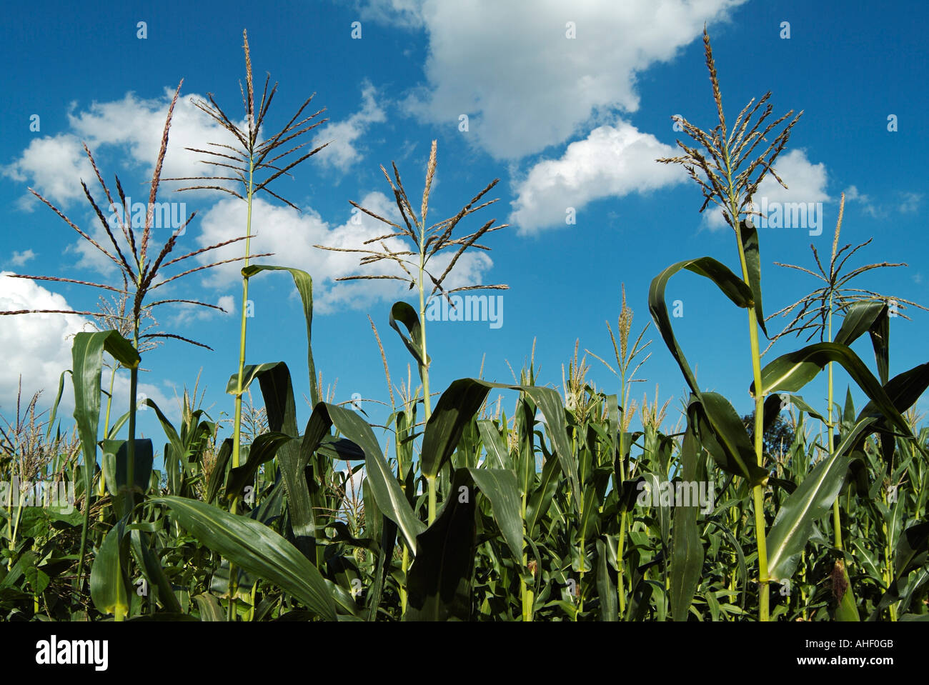 Maize Corn Crops Growing in a Field Low Angle Stock Photo