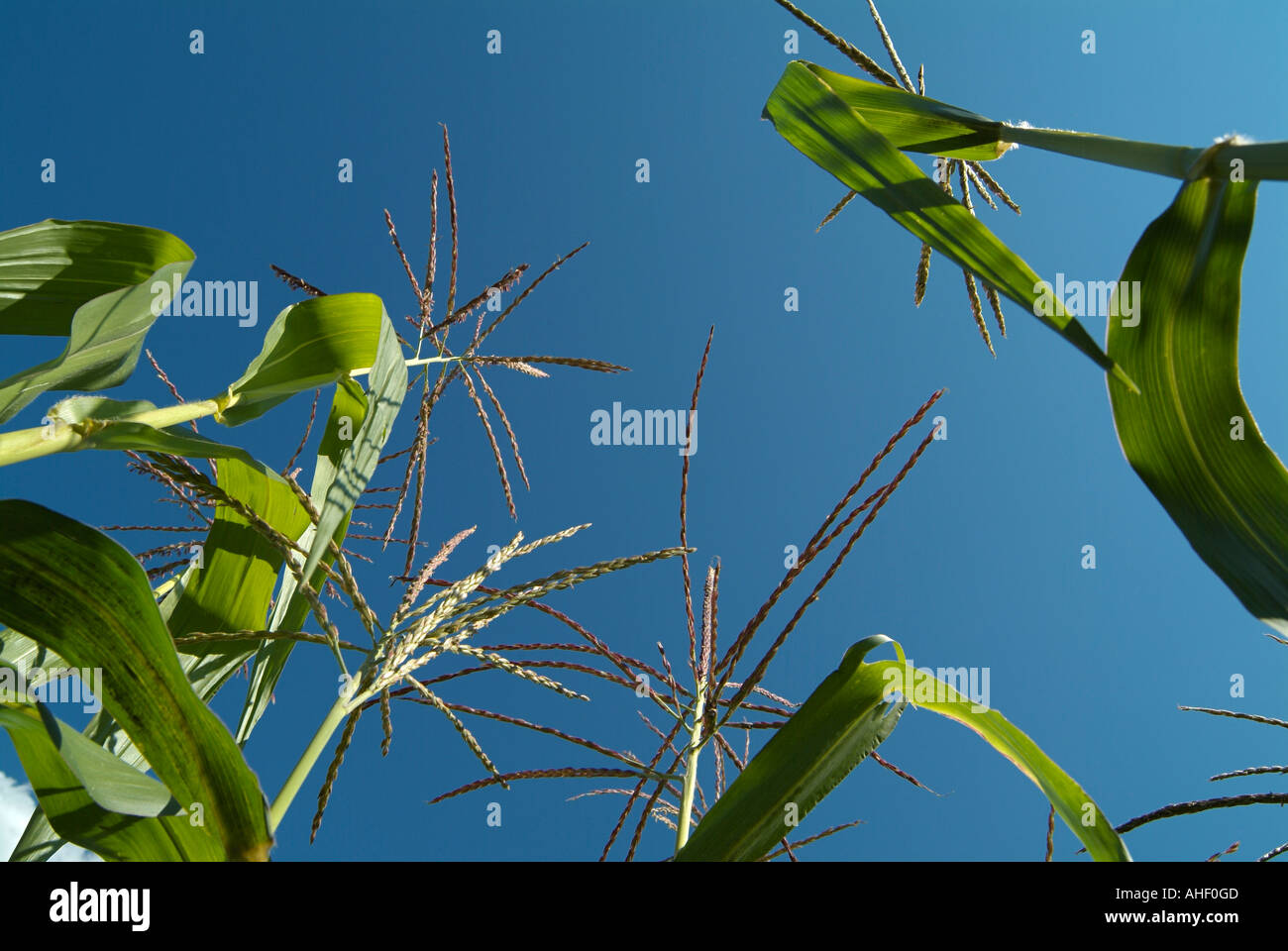 Maize Corn Crops Growing in a Field Low Angle Stock Photo