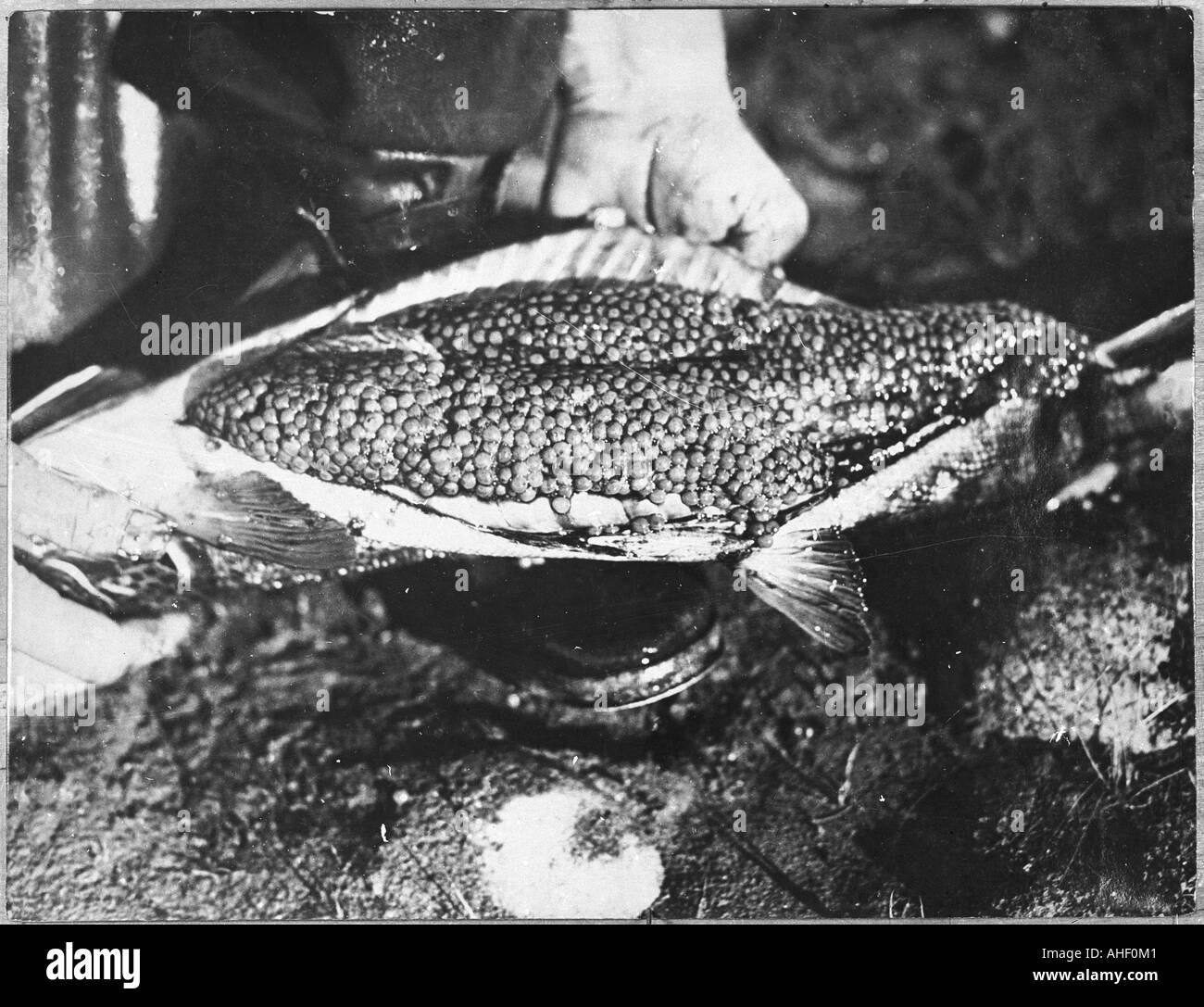 Trout Catch 1934 Stock Photo