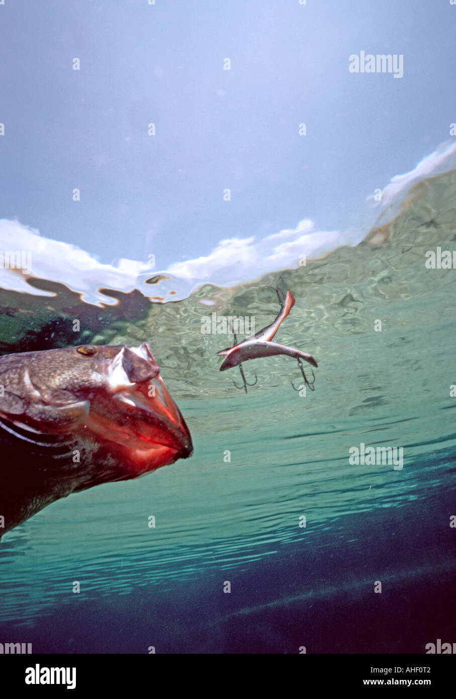 underwater profile largemouth bass charges toward surface lure plug floating artificial bait action Stock Photo