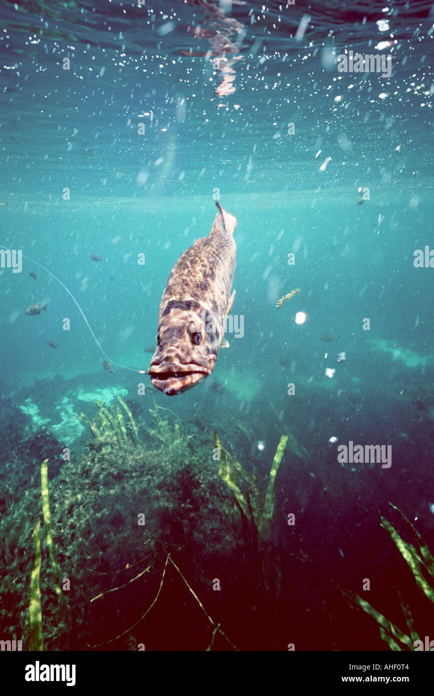 Largemouth Bass underwater  favorite american angling fishing sport fish grass bed  clear water Stock Photo