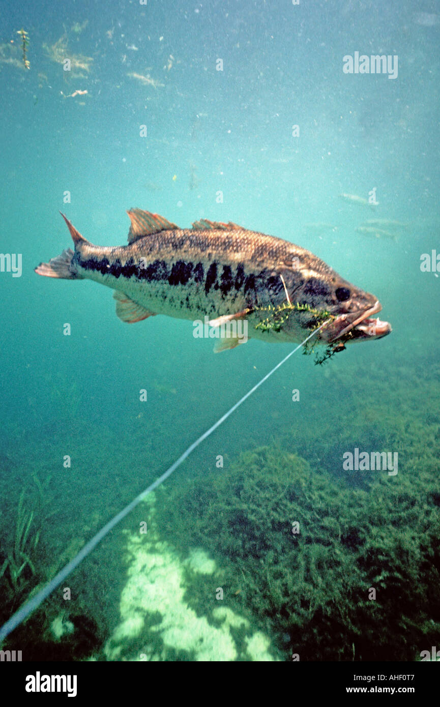 largemouth bass hooked underwater Bass fishing Stock Photo Alamy