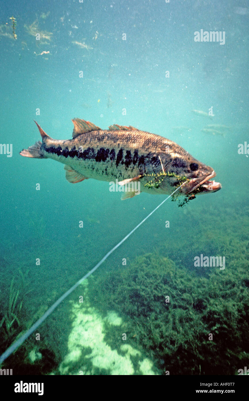 largemouth bass hooked underwater Bass fishing Stock Photo