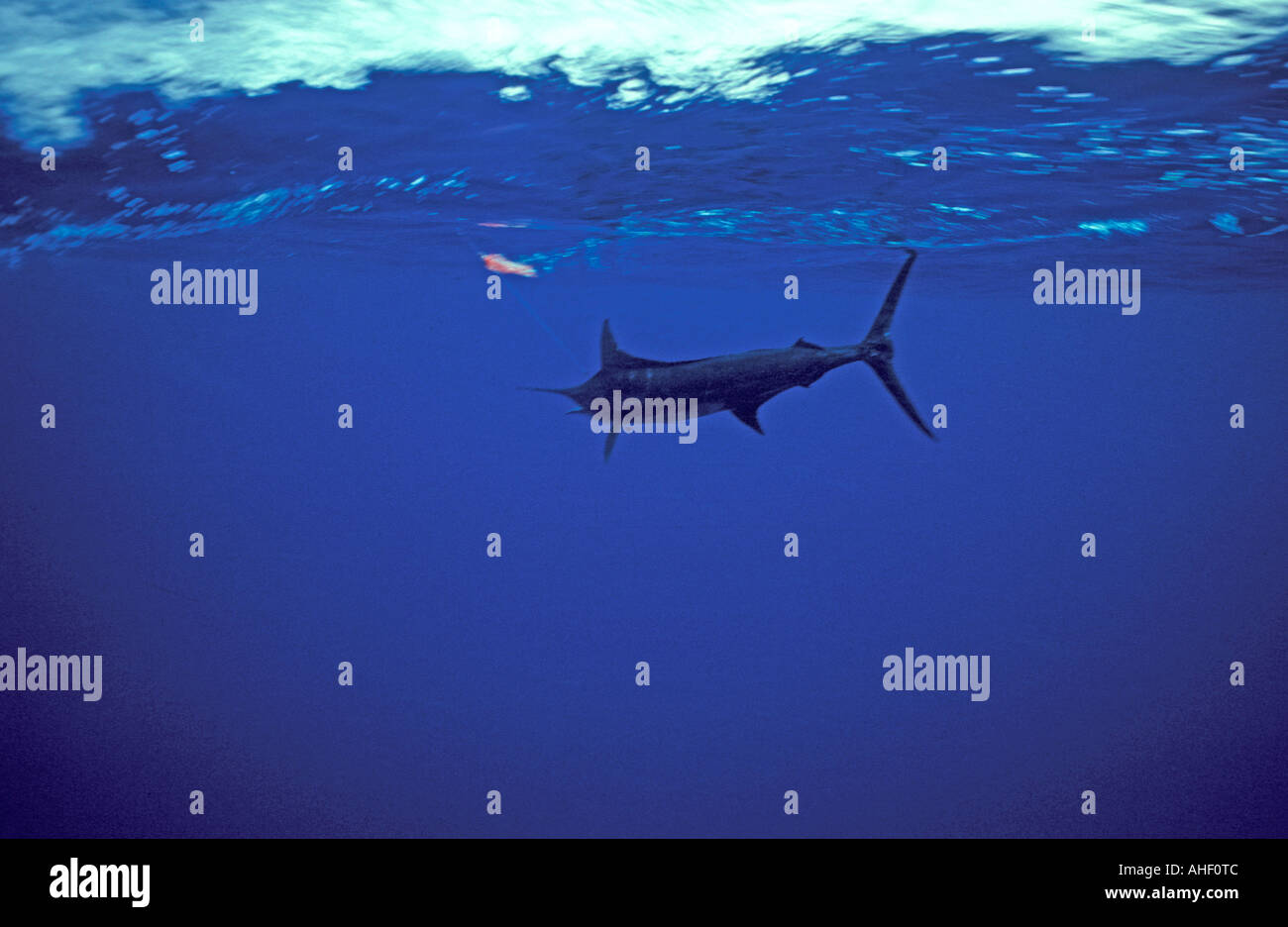 Blue marlin fishing hooked fish diving back into the water Stock Photo