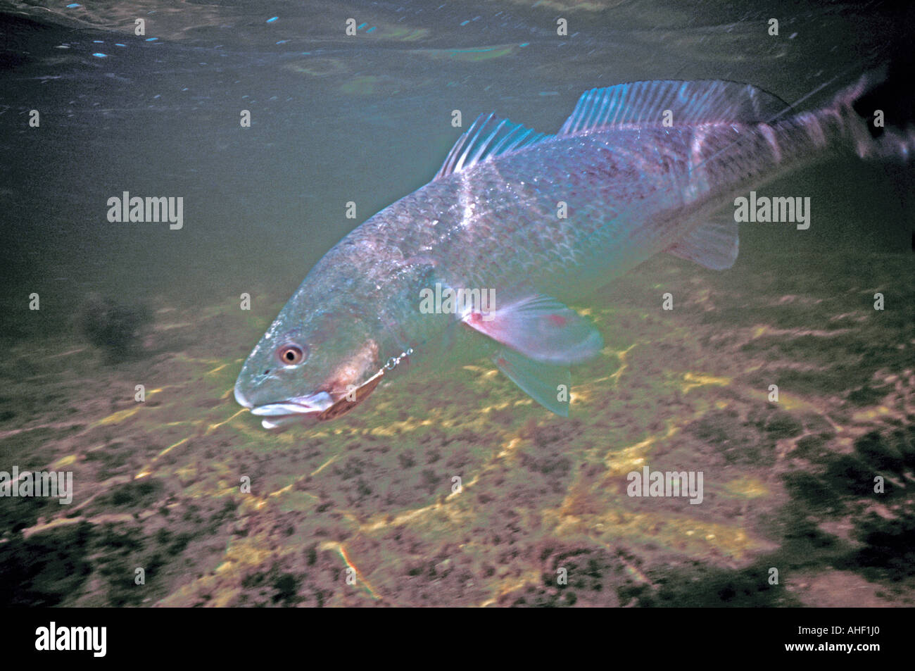 Red drum fish underwater hires stock photography and images Alamy