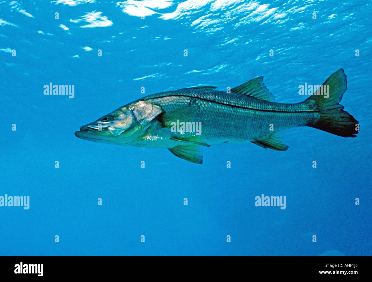 Fishing snook gamefish underwater Stock Photo
