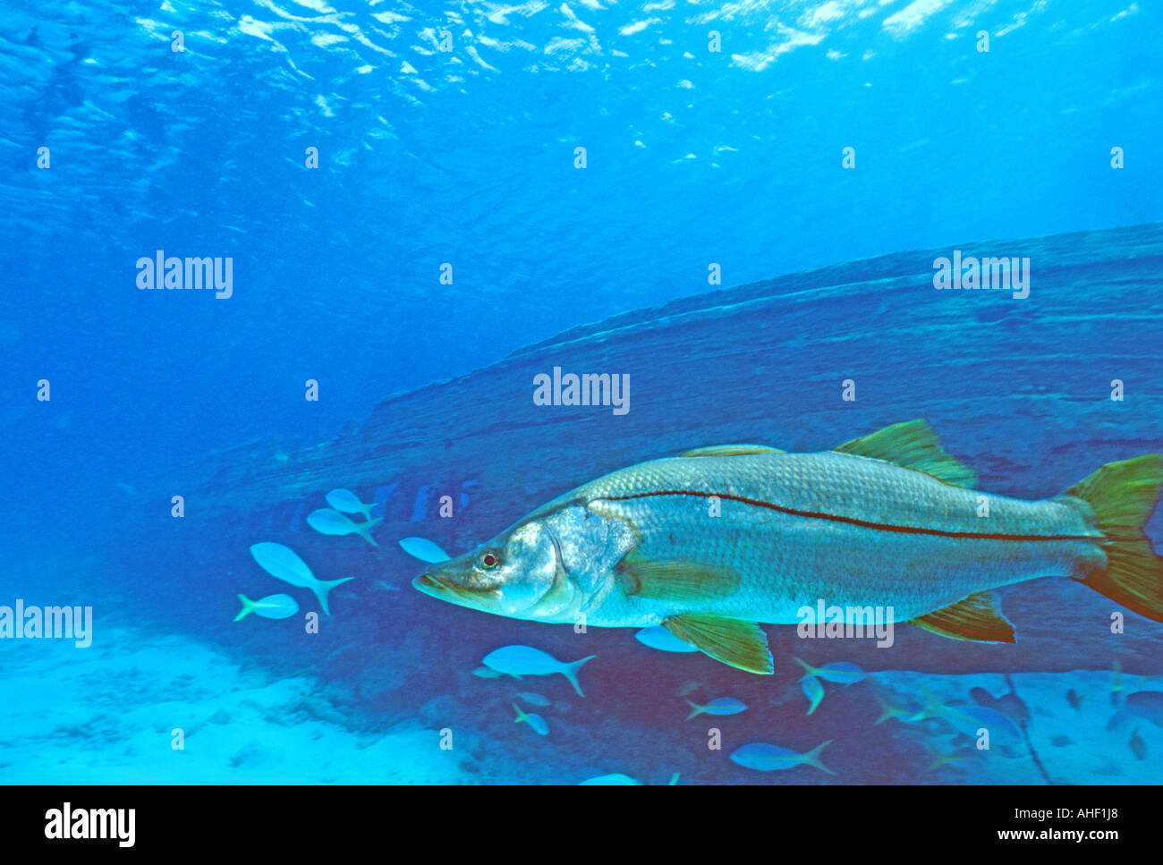 Fishing snook gamefish underwater Stock Photo