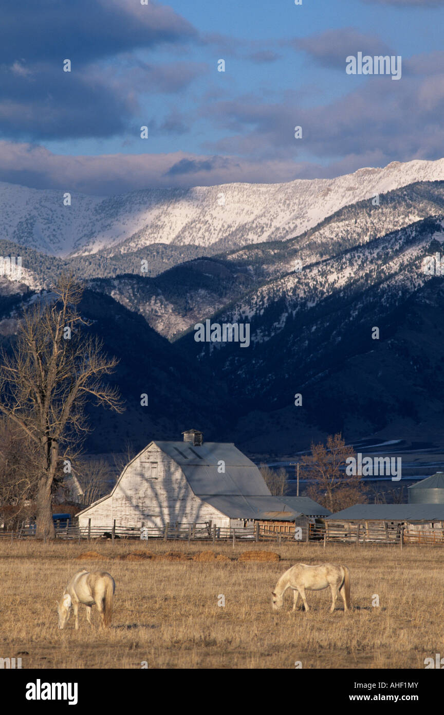 USA Montana Horses on ranch near Bozeman with Rocky Mountains along the