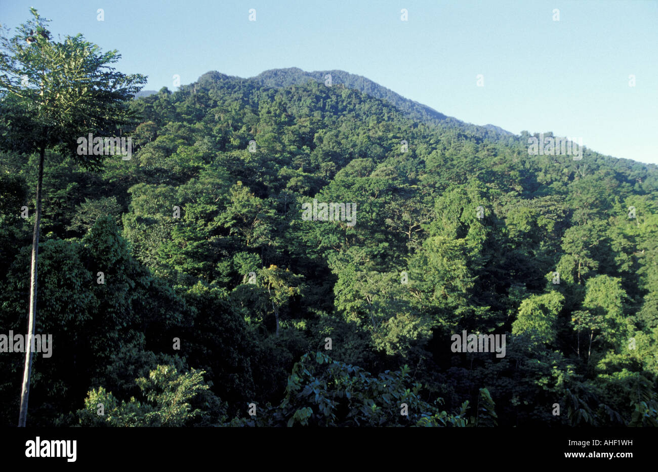 Forested mountainsides in the Parque Nacional Pico Bonito near La Ceiba, Honduras Stock Photo