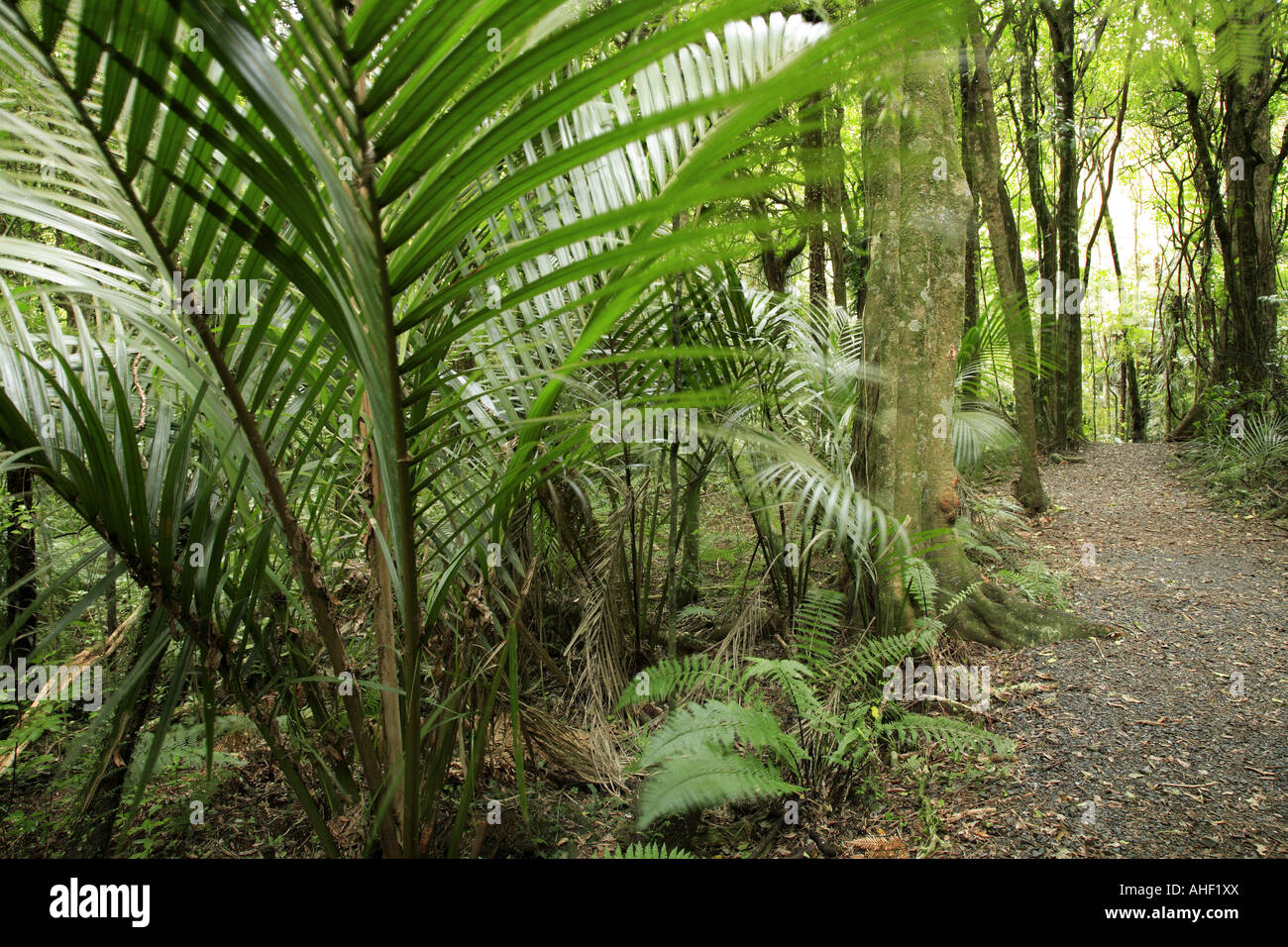 Trail in tropical forest Stock Photo - Alamy