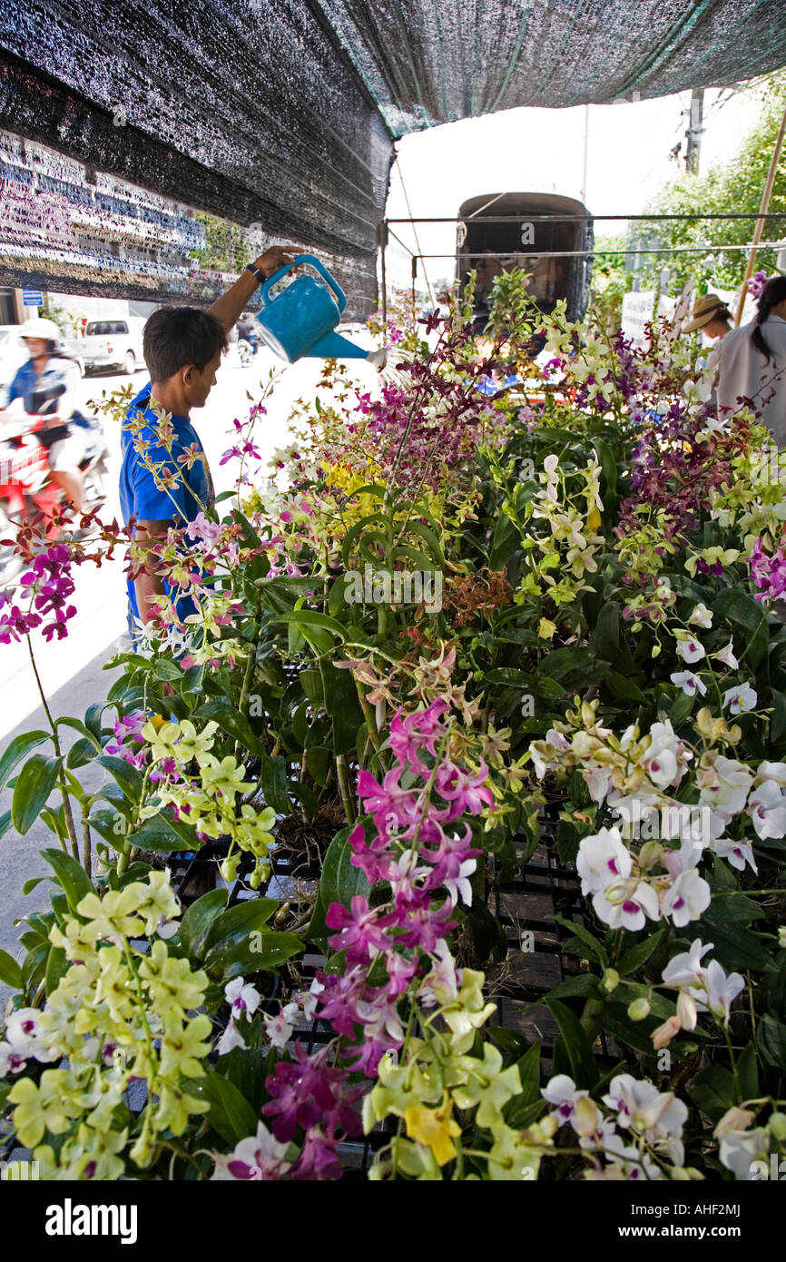 Market stall with a large display of orchids in Banchang Thailand. The owner is watering the plants and flowers. Stock Photo
