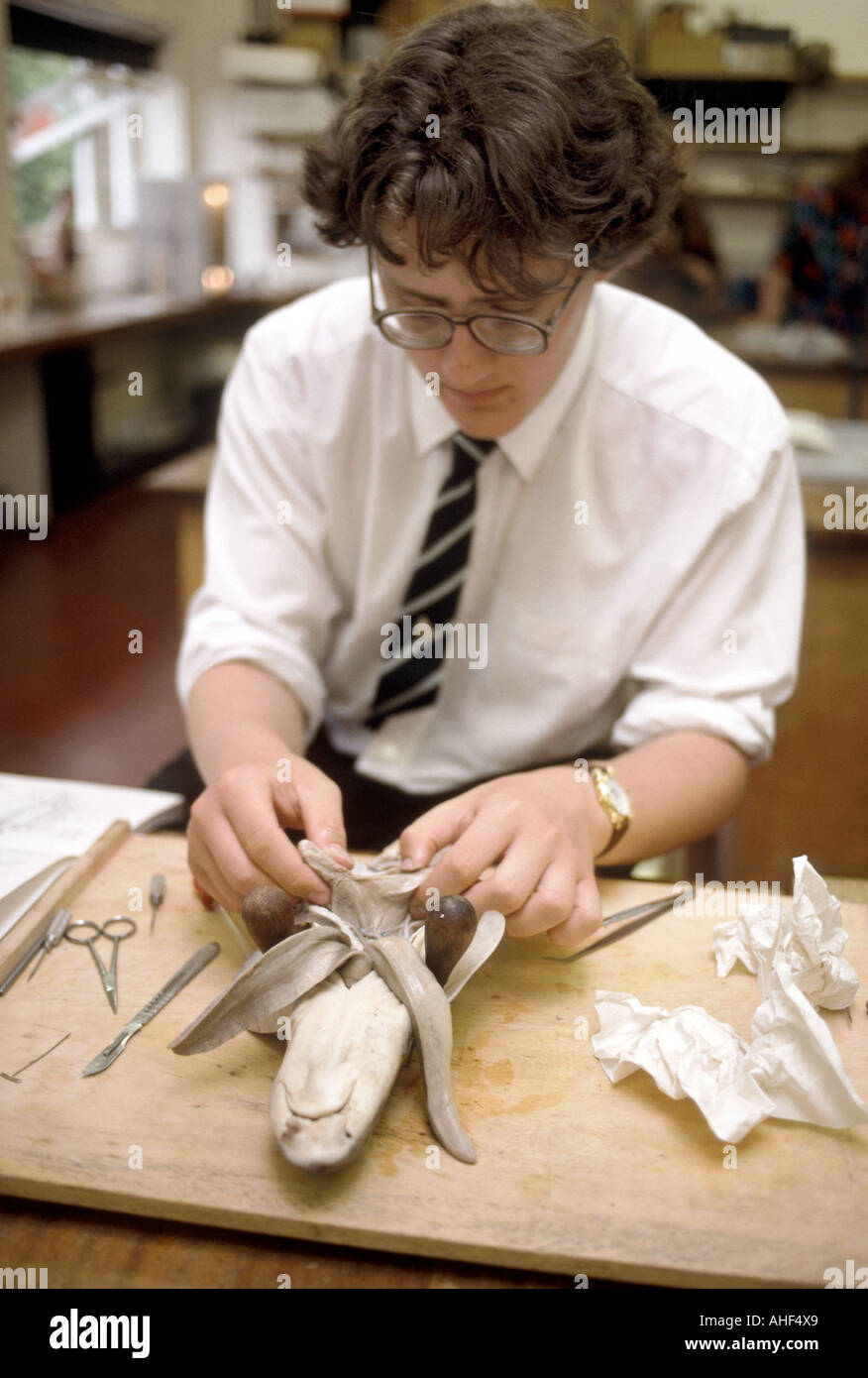 dissection lesson on a fish in a biology class Stock Photo Alamy