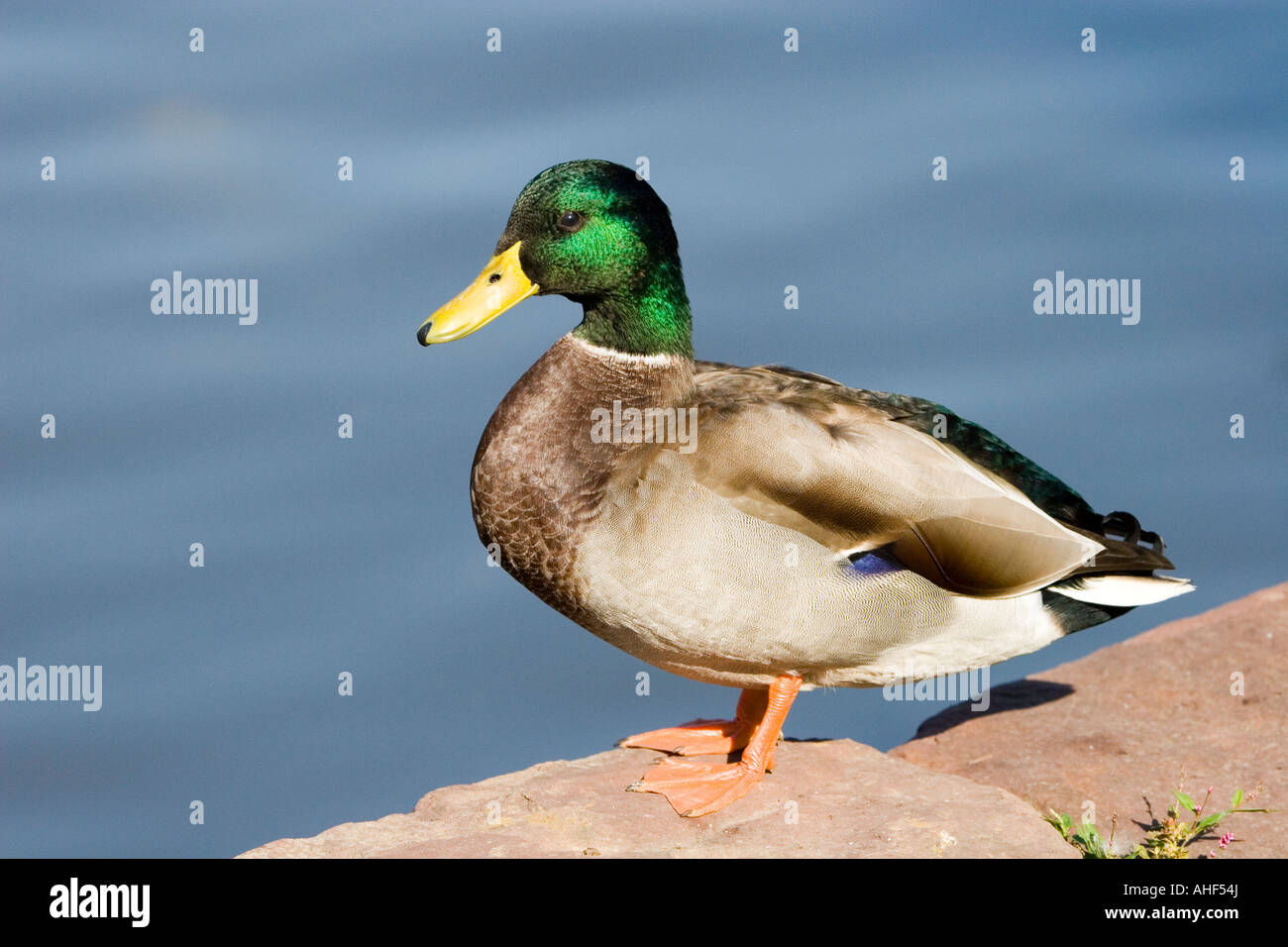 Mallard Duck (male) standing on wall of pond Stock Photo