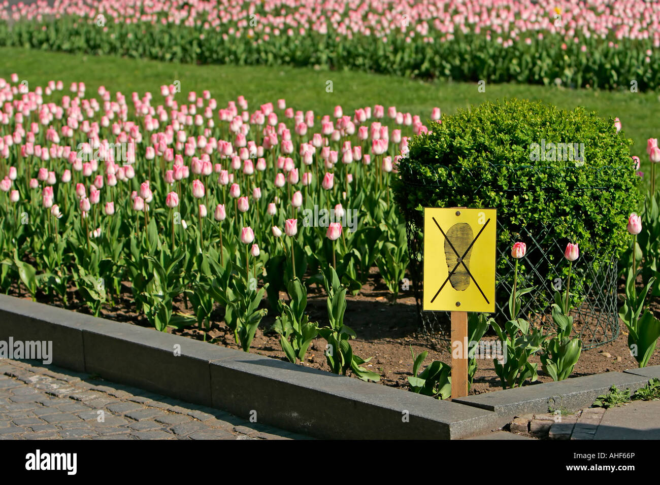 Tulip Clumb Stock Photo Alamy Tulip Clumb Stock Photo Alamy