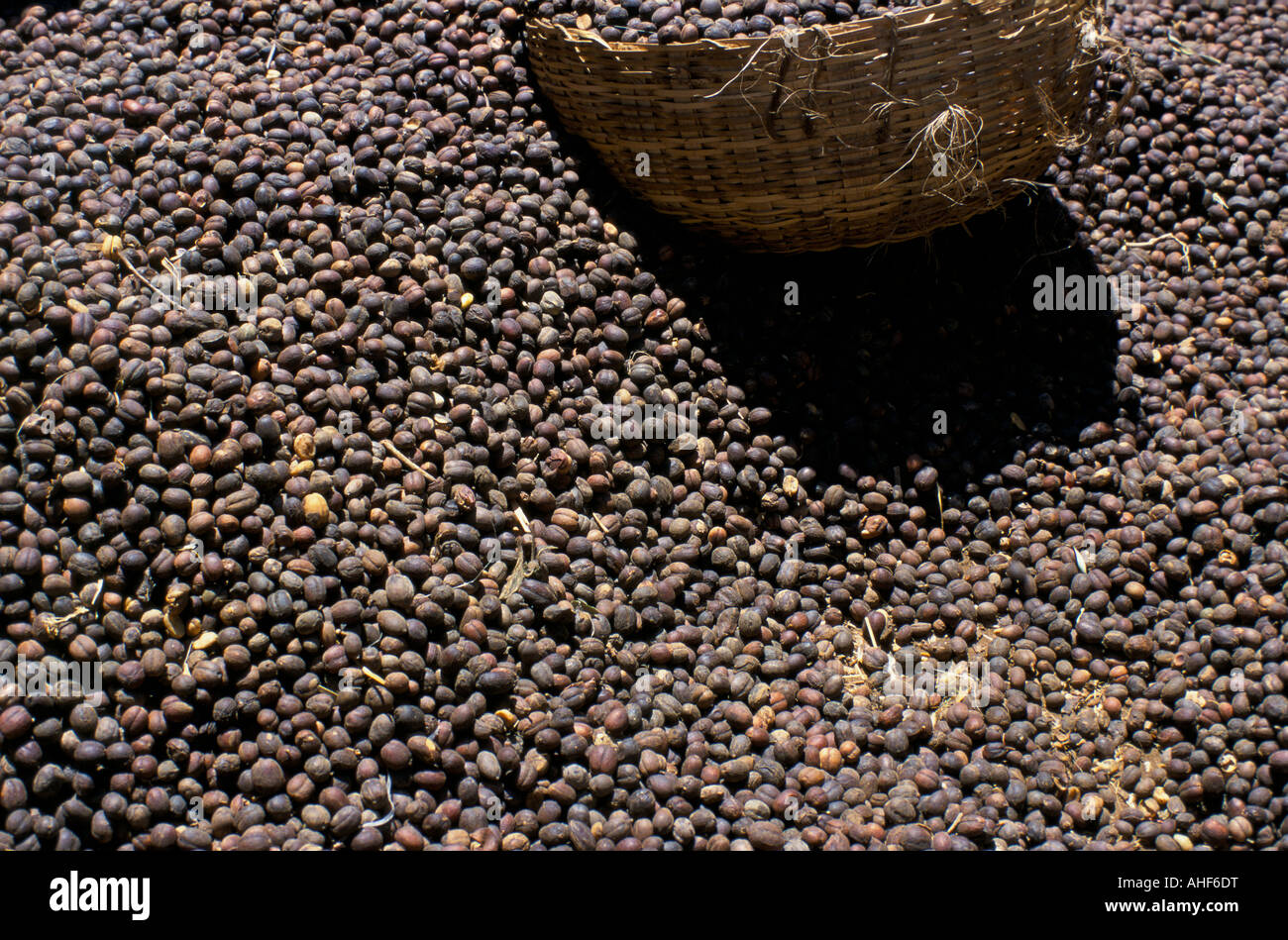 Sundried coffee cherries, Harar province, Ethiopia Stock Photo Alamy