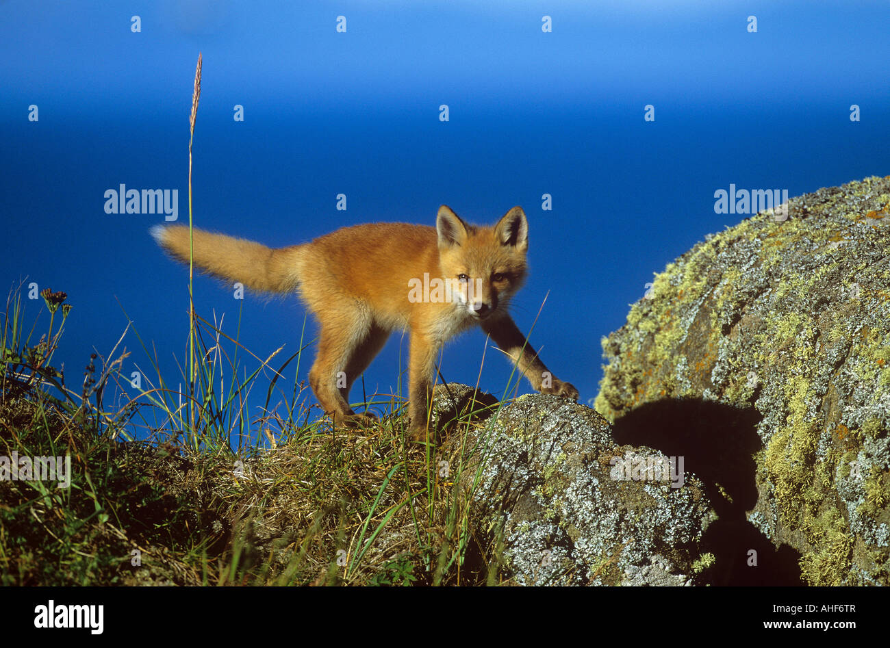 young red fox - standing / Vulpes vulpes Stock Photo - Alamy