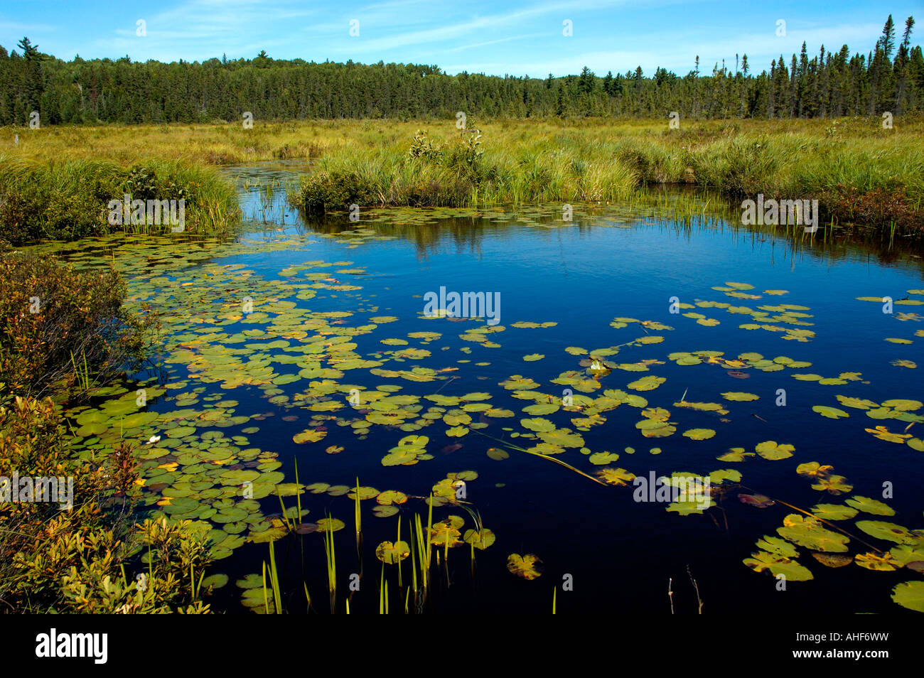 Water lilies along Spruce Bog Trail Algonquin Provincial Park Ontario Canada Stock Photo