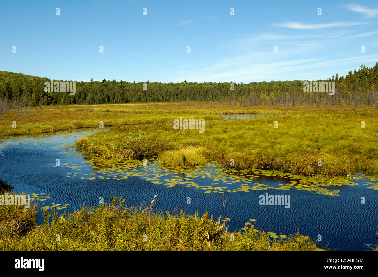 Spruce Bog Trail Algonquin Provincial Park Ontario Canada Stock Photo