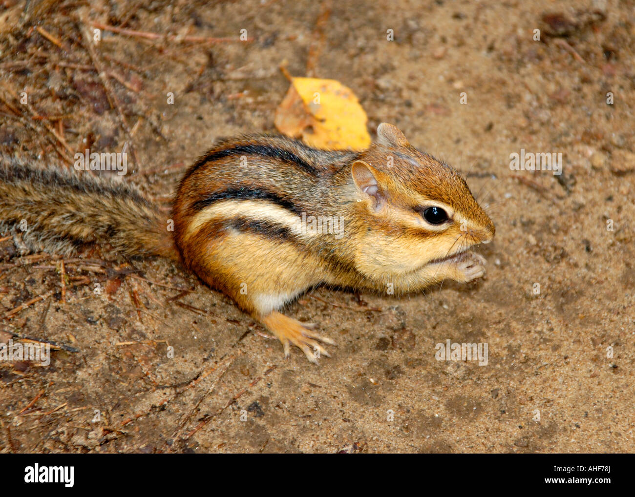 Chipmonk feeding Beaver Pond Trail Algonquin Provincial Park Ontario Canada Stock Photo