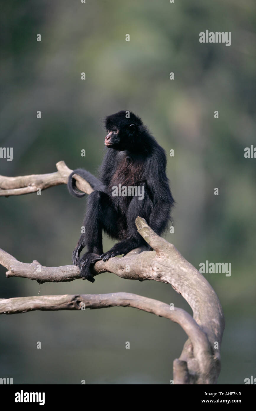 Black faced spider monkey Ateles chamek Brazil Stock Photo