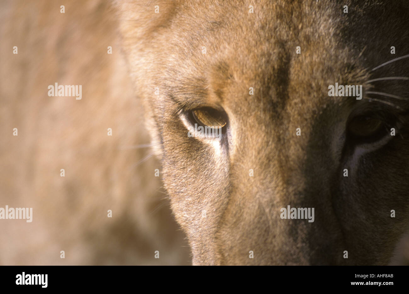Lioness Portrait Panthera leo Watching you watching me Stock Photo