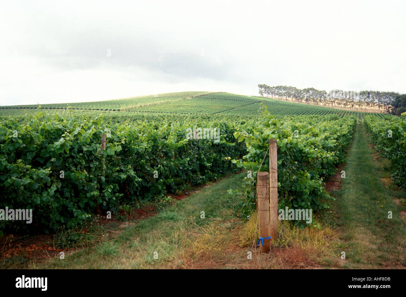 Australia Tasmania Pipers Brook Vineyard Stock Photo Alamy