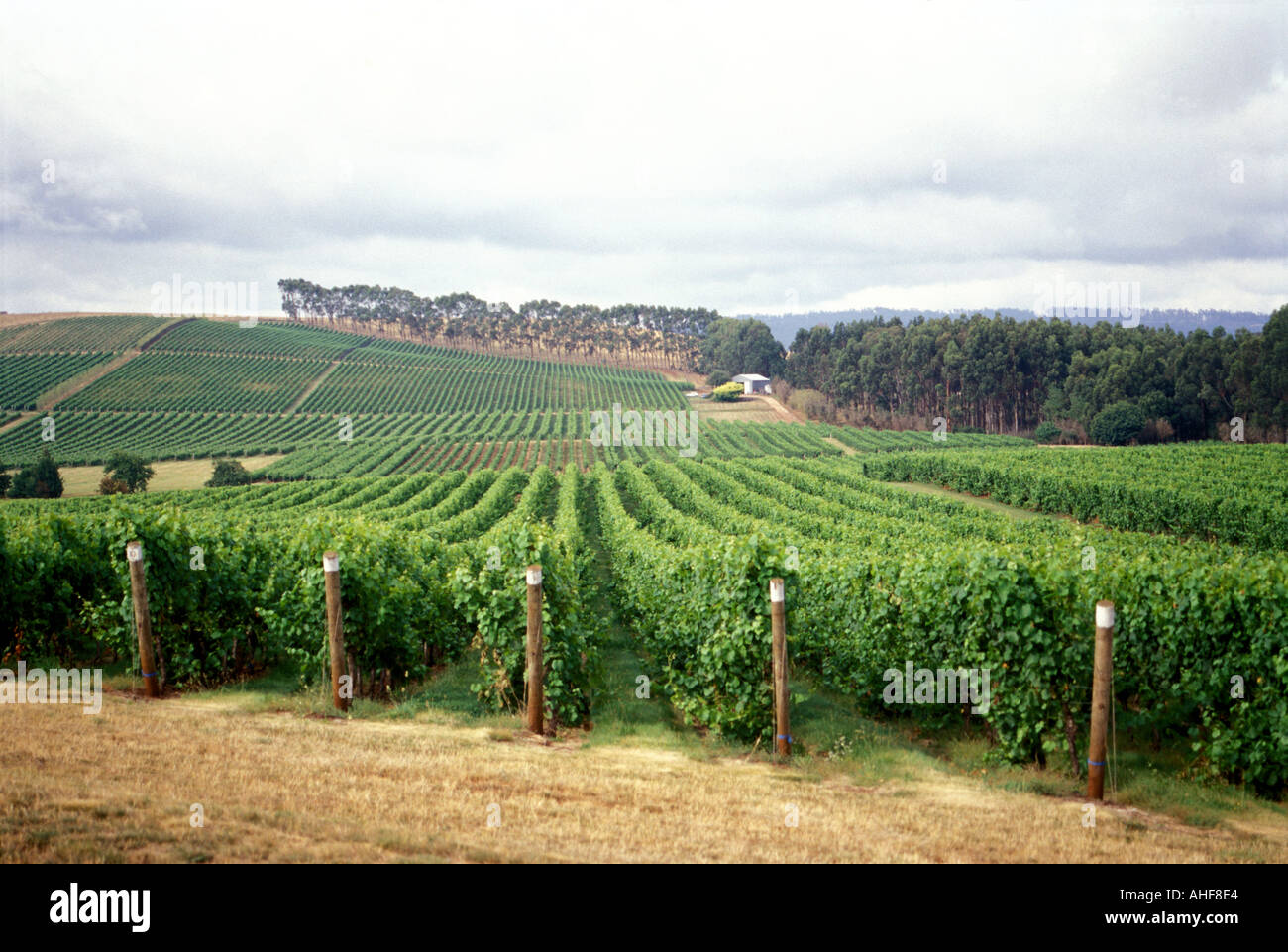 Australia Tasmania Pipers Brook Vineyard Stock Photo Alamy