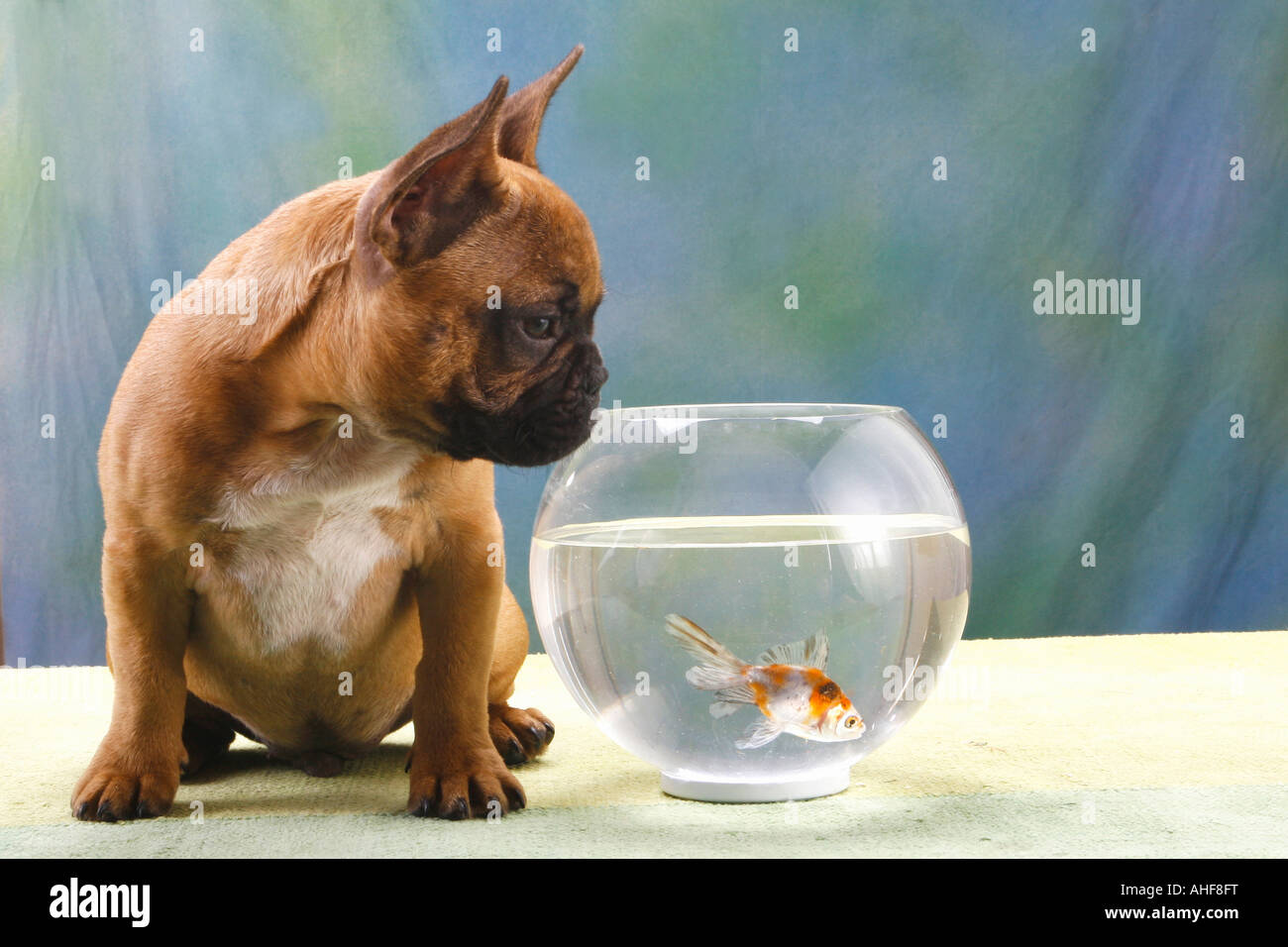 french bulldog puppy looking into fishbowl Stock Photo