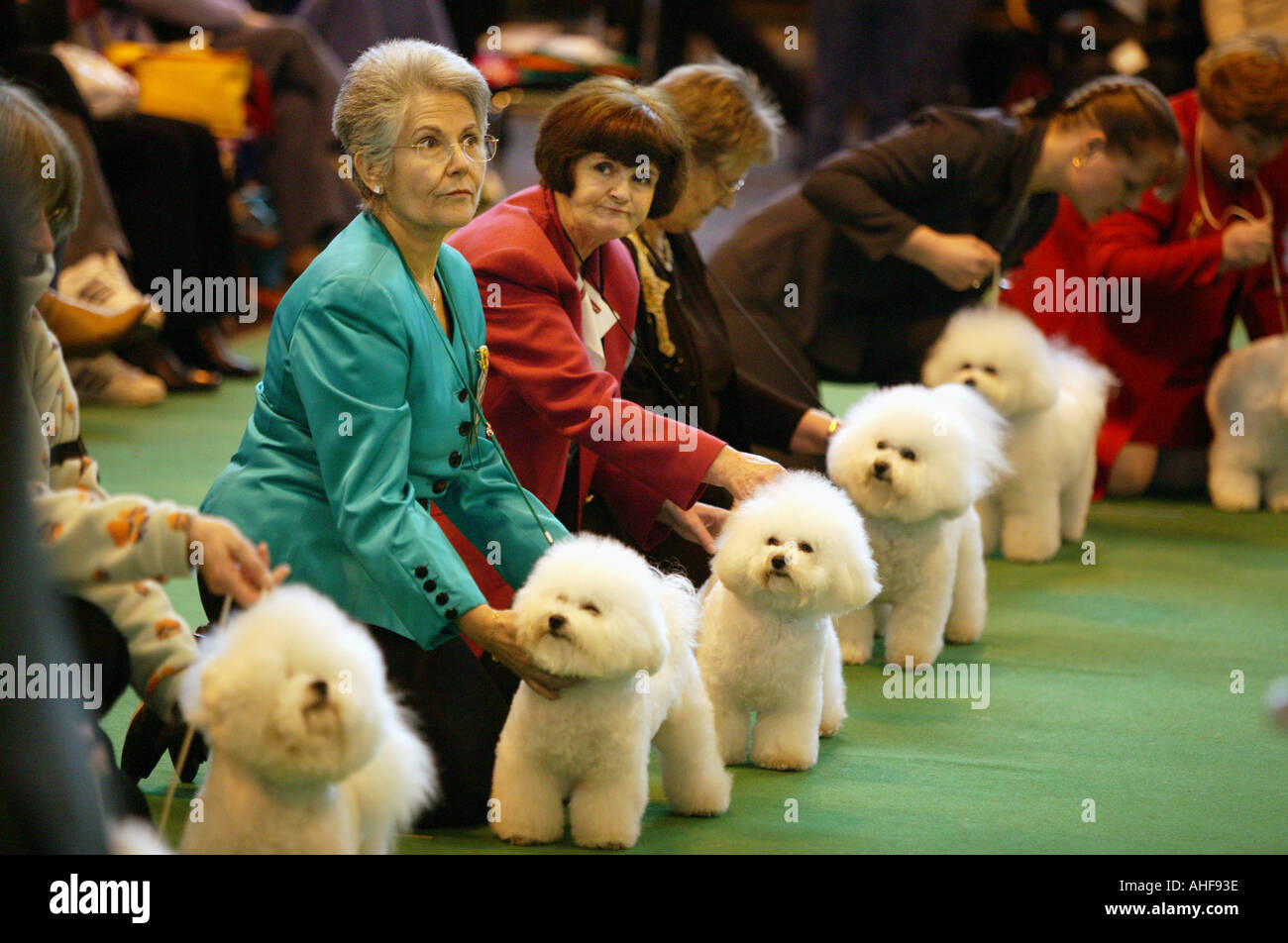 Bichon Frise dogs in the judging ring at Crufts at the National Exhibition Centre Birmingham UK March 2003 Stock Photo