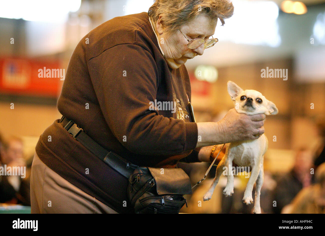 A Chihuahua is prepared for the judges during Crufts at the National Exhibition Centre Birmingham UK March 2003 Stock Photo