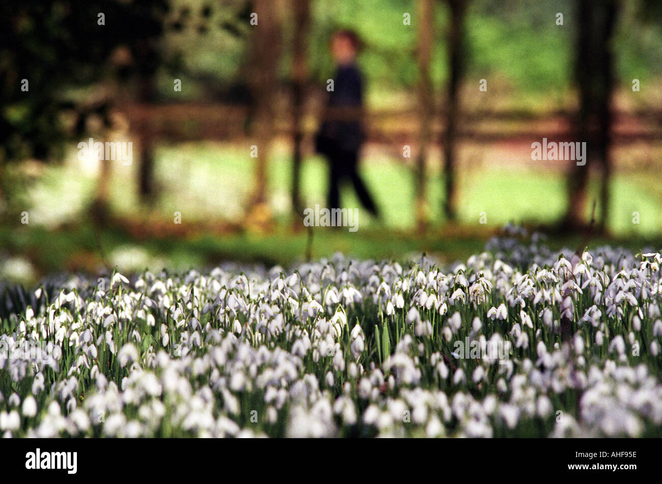 Snowdrops in bloom in the Rococo Garden at Painswick House Gloucestershire UK. Stock Photo