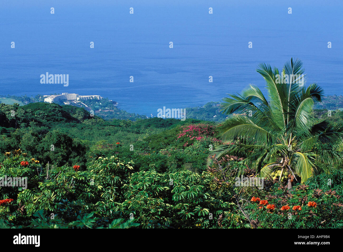 Lush Tropical Flora Near Kailua Kona And Disappearing Sands Beach On