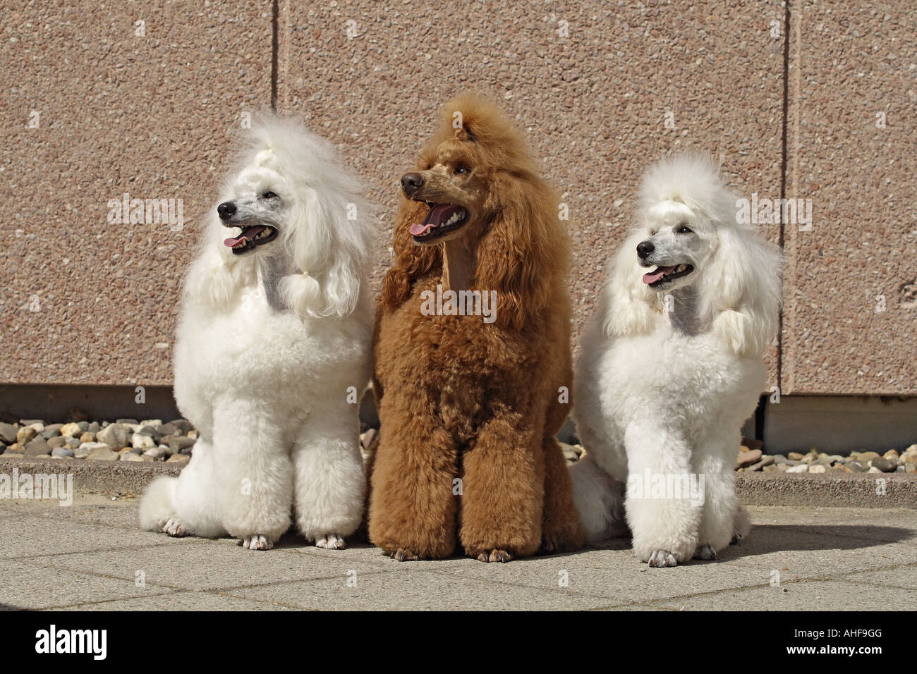 Three poodles 2024