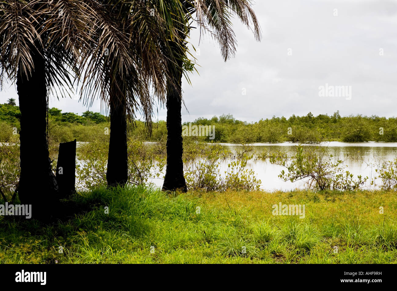 Mangrove swamp at Makasutu Nature and Cultural reserve, The Gambia, the rainy season Stock Alamy