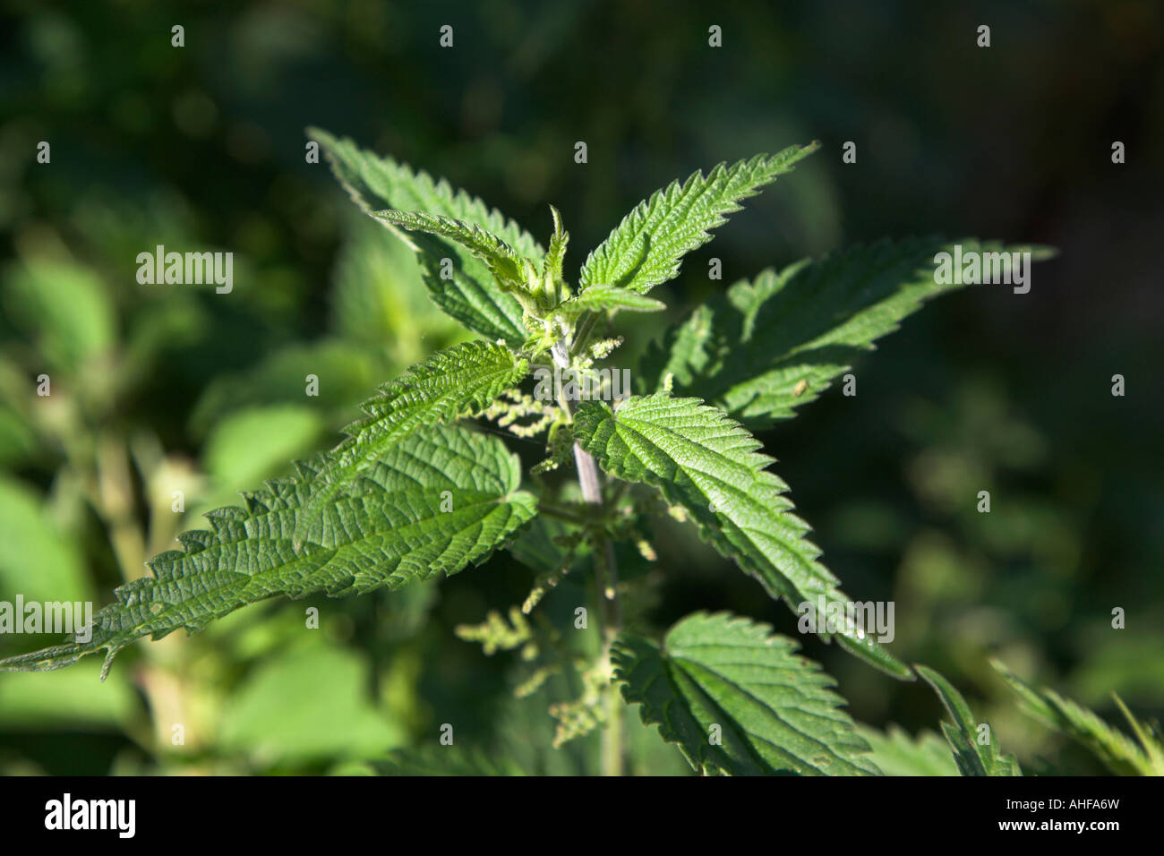 Top of growing stinging nettle plant, urticaria silica, side view, Suffolk, England, UK Stock Photo