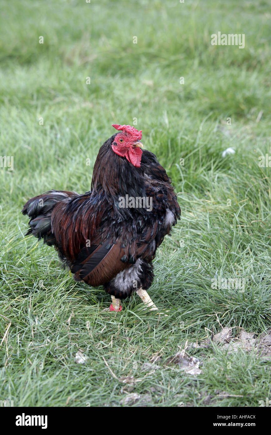 Gold laced wyandotte bantam Domestic breed of fowl Warwickshire Stock