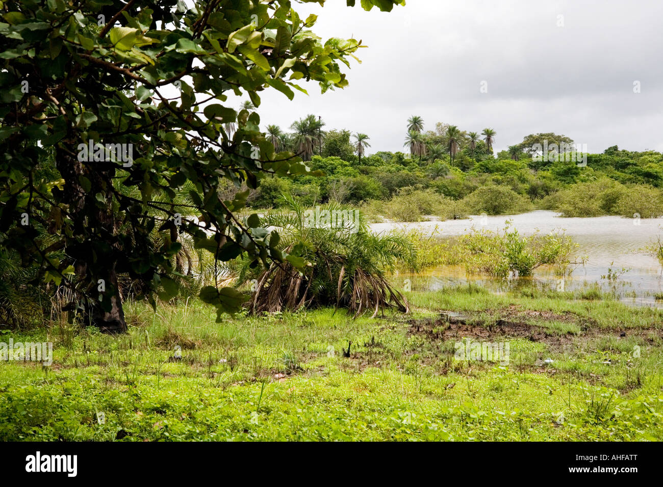 Mangrove swamp at Makasutu nature reserve The Gambia, west Africa Stock  Photo - Alamy