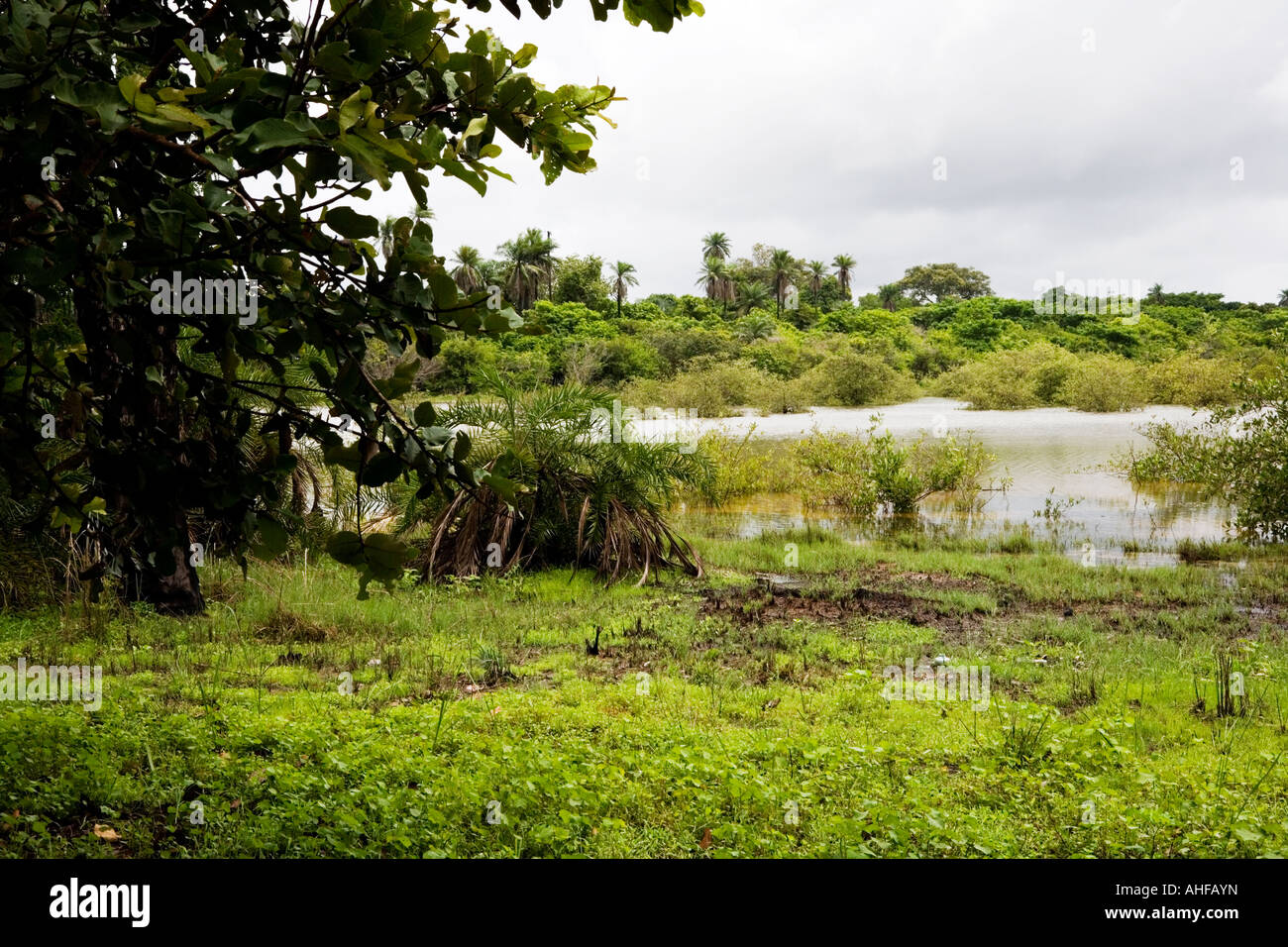 Mangrove swamp at Makasutu nature reserve The Gambia, west Africa Stock  Photo - Alamy