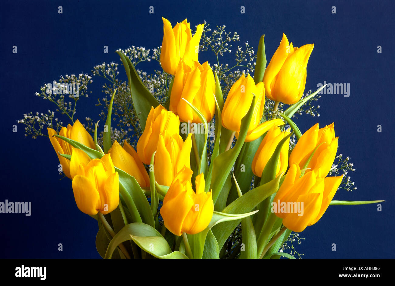 Cut Flower Display Tulips Stock Photo Alamy