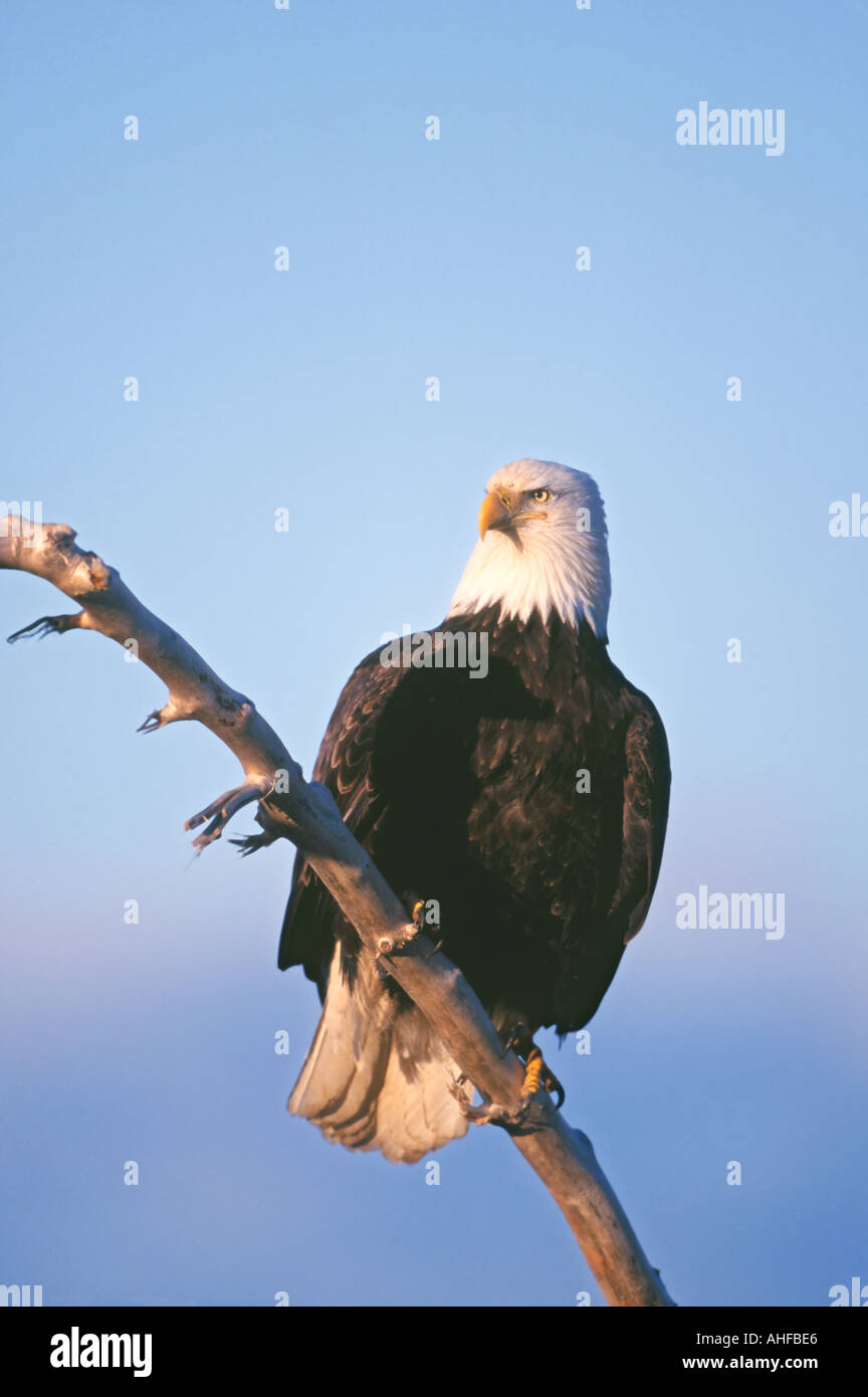 Avian eagle hi-res stock photography and images - Alamy