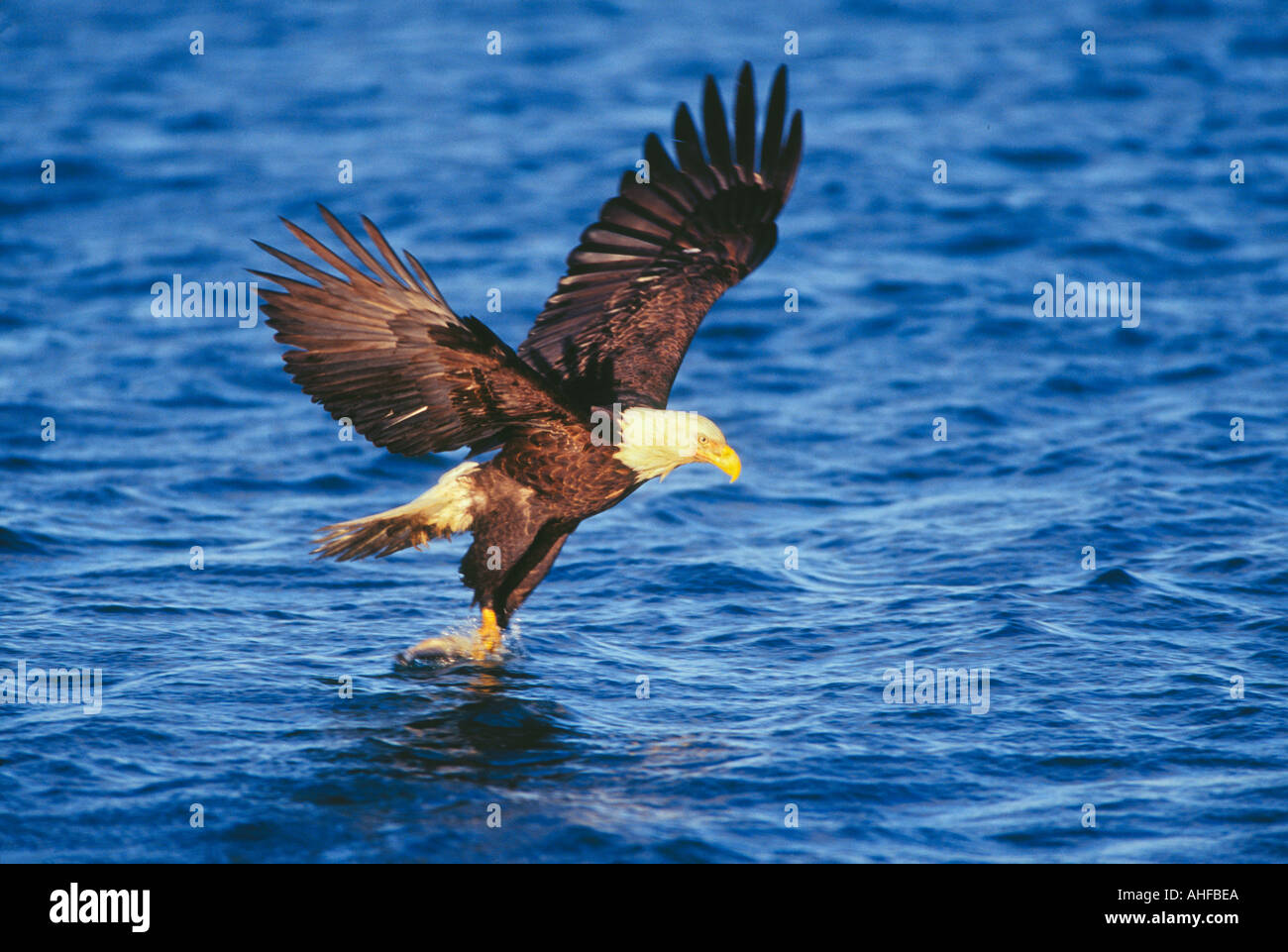 Bald eagle catching fish Stock Photo Alamy