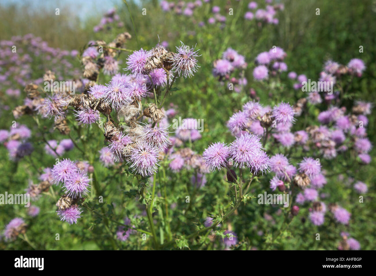 Purple flowers of thistles in country hedgerow, Suffolk, England, UK Stock Photo