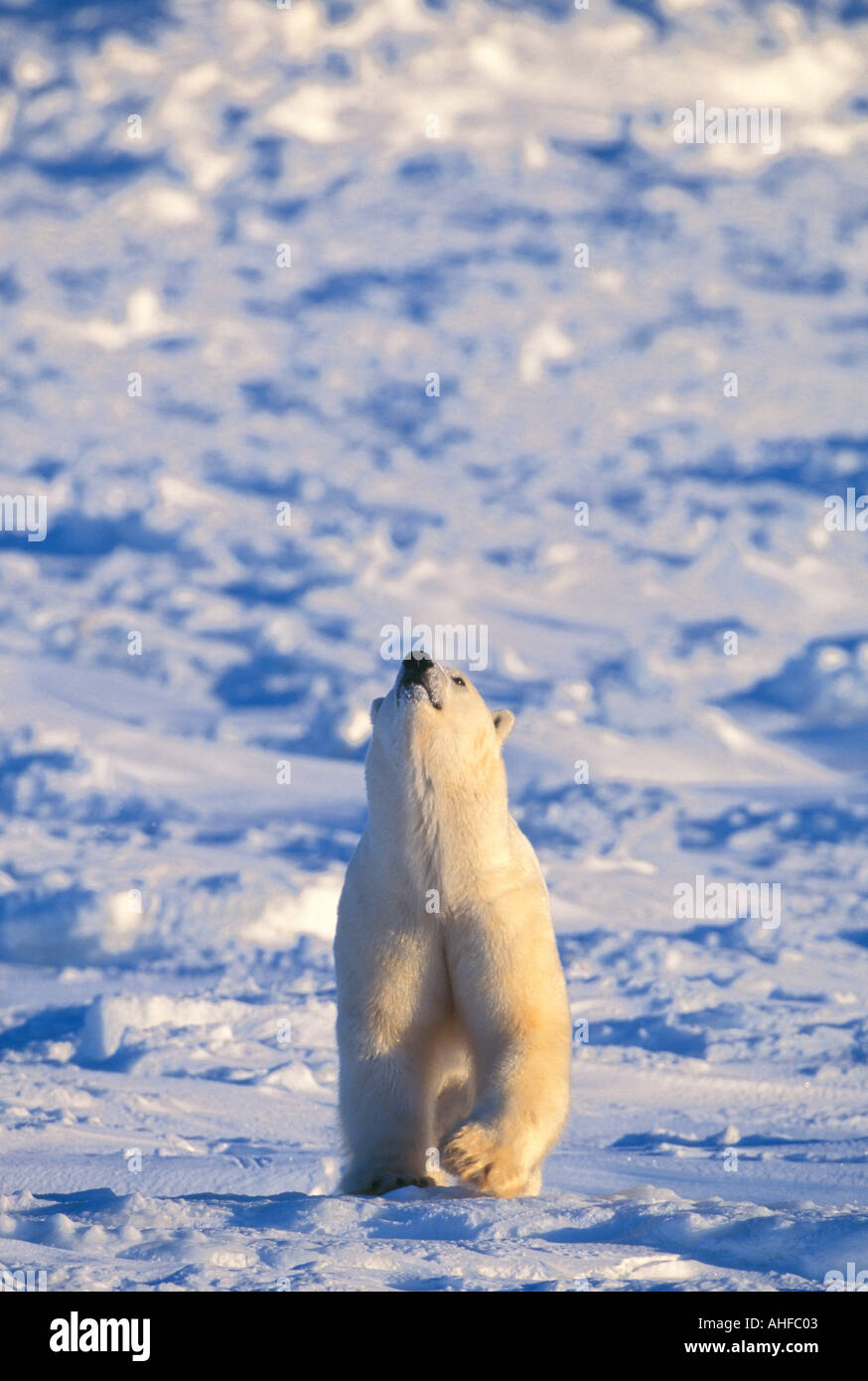 Polar bear hunting seals on ice Stock Photo